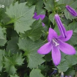 Paní Marta A. říká, že ve stáří je člověk víc sám.