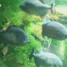 Pan Radek prožil mnoho dobrodružství, v budoucnu si chce spíš užívat klidu.