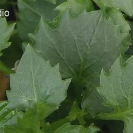 Pan Radek rád žije v bytě, se kterým není tolik starostí jako s domem, ten by však preferovala jeho žena.