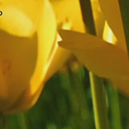 Pan Radek vnímá, že vztah k vnoučatům se od vztahu k dětem liší.