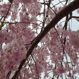 <strong>Lenka B. pravidelně docházela na kontroly, kvůli rodinné anamnéze. <strong> <br> Ještě před tou diagnózou jsem chodívala na vyšetření, na preventivní kontroly k paní doktorce onkoložce. Stejnou diagnózu měla totiž i moje maminka, proto jsem se takhle hlídala, už vlastně zhruba 3 roky předtím. Chodila jsem pravidelně po půl roce, platila si ultrazvuk – neměla jsem ještě nárok na bezplatné kontroly, ale brala jsem to jako investici do zdraví. Navíc onkoložka mně prohlížela prsa i gynekolog mě pečlivěji vyšetřoval, protože jsem byla v rizikovější skupině. A při jednom takovémto kontrolním ultrazvuku přišli na to, že tam mám karcinom. Už dospěl do takového stadia, že byl docela veliký. Pro mě to bylo docela překvapení, říká se, že u mladých pacientek jsou takové nahmatatelné nebo dobře viditelné. Já jsem to ale vůbec nějak nepocítila. Při samovyšetřování jsem si ho vůbec nenahmatala. Až ultrazvuk ukázal, že teda tam něco je.