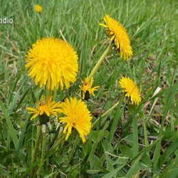 <strong>Vendy šla k praktickému lékaři, který ji odeslal do mammacentra, kde na vyšetření čekala. .<strong> <br> Po nějakých dvou měsících to vypadalo, že se to stále neztrácí, tak jsem teda vyhledala praktického lékaře. Protože kdybych se chtěla objednat na gynekologii, tak by to byl další měsíc, než bych dostala termín. Zase ztráta času. Nicméně i u toho praktického lékaře jsem byla poslána na objednání a čekala jsem dalších 14 dní. Pak jsem se tam konečně dostala a paní doktorka mě prohlídla. Aniž by mi to řekla, bylo jí to už tenkrát hned jasné. Nicméně dostala jsem žádanku a čekala dalších 6 týdnů na termín do mammacentra. A pak teprve jsem se dostala na sono a mamo, za dalších 14 dní pak ještě na biopsii. Biopsie proběhla a 14 dní jsem čekala na výsledky. Takže od nějakého zjištění, od prvního problému k diagnóze – i když se říká, že se to má řešit urgent, všude bych měla mít otevřené dveře, všude by se mělo řešit všechno rychle – to trvalo půl roku.