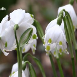 <strong>Monika B. si všimla, že dcera odmítala mléko při kojení. <strong> <br> Začalo to vlastně tak, že jsem kojila mou půlroční holčičku, ale ona mi odmítala mléko. Přestala jsem proto kojit a zmenšila se mi prsa. A takhle ležím jednou v posteli a jen tak mě napadlo si hmátnout na prsa, normálně jsem to nedělala – je fakt, že jsem si je vůbec nekontrolovala –, no, a našla jsem tam velkou bouli.