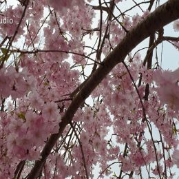 <strong>Lenka B. podstoupila další vyšetření před plánovanou léčbou. <strong> <br> Na začátku to byla scintigrafie kostí, zjišťující, jestli se to objevilo v kostech, rentgen plic, srdce, mamografie. Tím doplňovali ten nález, takže šlo o oboustrannou mamografii. Potom to scinti, jestli se to nedostalo náhodou do kostí, a biopsie, ta byla nejdůležitější, aby před operací věděli, s čím mají tu čest, a pak už přišla operace.