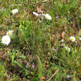 <strong>Jitka cítila, že léčba je daná, byla to přímá cesta. <strong> <br> Já bych řekla, že ona ta cesta vlastně byla docela daná. Jsem prostě člověk, který má rád věci, které jdou tak nějak spádově. Takže jsem se vždycky chytla té varianty, která byla radikální a přímá. Ono moc možností, si myslím, v tomhle nebylo. A věděla jsem, že je vždycky třeba udělat radikální krok. Když by bylo třeba odejmout celý prs, tak by se nedalo nic dělat.