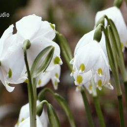 <strong>Monika B. měla v prsu zánět, zánětlivá tekutina nakonec sama odtekla. <strong> <br> Vzali mi prso plus ještě lymfatické uzliny, takže mám vlastně jizvu tady a jizvu ještě v podpaží. Byla jsem tam týden, protože jsem do toho dostala infekci a měla jsem obrovskou bouli, obrovský zánět. Potom i přesto všechno jsem poprosila doktory, jestli by mě nemohli pustit domů. Ten zánět otekl potom jenom kvůli tomu, že se mi vytvořila díra od hadiček. Jak jsem měla ty hadičky, tak vlastně díky tomu ten zánět otekl a pak se mi vlastně ještě udělala boule tady pod tím, ale všechno jako v pořádku. Oni mi vlastně řekli, že operace znamená hodinku na sále a pak 3 dny a jdu domů. A mně se tam udělal právě zánět, takže mi vytáhli ty hadičky dřív, než asi měli. A potom už se mi tady udělala taková strašně velká boule, byla hrozně horká a byl v tom zánět. Oteklo mi to až doma, jak jsem měla od hadičky tu dírku, tak mi to oteklo. Jinak do té doby prostě nevím, co by se s tím stalo, nebo jako kudy by to šlo. A to samo? Jako odteklo? Doma? No, já jsem se vzbudila ráno a bylo to. Jaké to bylo? Hrozné, protože jsem viděla to pyžamo. Ale je fakt, že potom už to bylo jenom dobré, že to pomohlo asi. Nevím jinak, jak by se to řešilo, protože i když mi to odsávali injekcí, tak se to nějak nezlepšovalo a dostávala jsem na to nějaké obklady. Šla jste k doktorovi, když vám to odteklo? Jsem si to musela zavazovat. A bylo všechno v pořádku. To teda musel být šok, to jste se ráno takhle probudila? Ano. A už to tam bylo? A už to bylo, celé triko jsem měla jakoby růžové. To musel být šok. No, nevěděla jsem vůbec, co se děje. Říkám: „Co to je?“ A můj přítel mi povídá: „Jé, tak aspoň takhle je to. Aspoň takhle je dobře, no.“ Já jsem pak hodně spala, hodně jsem proležela, prospala.