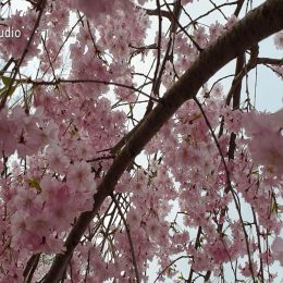 <strong>Lence B. v rámci rekonstrukce prsu přetočili lékaři zádový sval dopředu. Jizva po tomto zákroku byla bolestivá a omezující. <strong> <br> Asi půl roku nato mně navrhli, že aby získali ten sval odjinud, mně udělají to, že mně přetočí vlastně ten latissimus dorsi, přetočí mně široký zádový sval dopředu s tím, že se to tam bude buď doplňovat tukem, nebo se tam dá nějaký menší implantát. Na tom jsem byla v dubnu 2016 a to byl asi takový nejhorší můj zákrok. Myslím, že ten, kdo má odoperované břicho, to ještě se dá nějakým způsobem skousnout, ale ta záda, to je prostě strašné. To mě tak limitovalo do života, ta jizva. Nemůžete samozřejmě posilovat, nemůžete sportovat, jako normálně, není to prostě takový zásah do toho těla, bolí to, nemůžu si vůbec tu jizvu nějakým způsobem sama zpracovávat, takže ta záda pro mě byla asi nejvíc limitující. No, a teď jsem přešla na jinou plastiku, tam teď dávají dohromady to prso, takže jsem zrovna teď mezi sériemi operací, kdy mně to budou doplňovat.