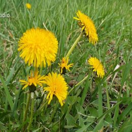 <strong>Vendy první 3 dny po aplikaci potřebovala odpočívat, první týden byl náročný. V druhém týdnu byla unavená a třetí týden se už cítila lépe. .<strong> <br> Sice paní doktorka říkala, že to teda možná nebude tak hrozné, protože jsou léky, které omezují nevolnost a totální neschopnost, ale pochopila jsem hned po první aplikaci, že není v mých silách ty děti ohlídat. Vůbec. První dítě začalo sotva chodit, a to jsem pochopila, že než já ji doběhnu, že ji spíš přejede dřív vlak. Takže to ne. Začala jsem obtelefonovávat příbuzné, kdo si vezme děti na první aspoň ty 3 dny, abych se mohla z takzvané opice, jak říkala paní doktorka, řádně vyspat. Což bylo pro mě vysvobození, jako jediný. Ale potom znova. Tři dny jsem si jako odfrkla, a dál jsem prostě musela fungovat. Takže to byly první 4 cykly s chemoterapií takhle, měla jsem ji po třech týdnech, tu chemoterapii. Tři dny jsem byla úplně vyřízená. Potom se to teda jakžtakž začalo zlepšovat, ale ten první týden byl vždycky hrozný. Druhý týden přišla únava, ale už to šlo, už mi nebylo špatně od žaludku. A třetí týden jsem se dala dohromady, a čtvrtý zase znova.