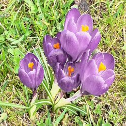 <strong> Pro Julii D. bylo nejhorší čekání před aplikací. Doporučuje jít s doprovodem. <strong> <br> A pak začalo to chemo, tam bych radila, ať na to není nikdo sám, protože já jsem musela jít i na to první chemo sama, a nebylo mně dobře, měla jsem strach, protože jsem nevěděla, do čeho jdu. Mám syna, dceru, ale všichni byli v zahraničí zrovna, takže jsem tam byla sama. Nejhorší je to čekání, čekáte tam 2, 3, 4 hodiny, protože nejdřív musíte k doktorce, pak než vám to zase namíchají. A potom, když už člověk přijde do té místnosti plné lehátek, je jich tam asi 20, tak přijde sestřička a všechno vám povykládá, co by se jako mohlo stát. Říká: „Hned mě zavolejte, kdyby se něco stalo.“ Sestry tam stejně pořád prochází, kontrolujou vás, ta péče je tam absolutně vynikající. Nemůžu na to nic špatného říct, mám to tam ráda, i když je to tam prostě onkologické centrum, ale naučila jsem se tam chodit a mít to ráda a těšit se na to.