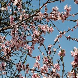 <strong>Pro Hanu C. bylo ozařování nepříjemné a časově náročné, oporou jí byl manžel, který ji doprovázel. <strong> <br> Pokud jde o ozařování, tak za prvé, nemít svého manžela, který mě tam denně vozil, tak bych to nedala. Abych já tam sama jezdila autem, nebo abych jezdila sanitkou, nebo já nevím, jak to funguje. Třeba padla ráno desátá hodina, já jsem chodila totiž až tak po obědě, a mě začalo tak brutálně bolet břicho. Už jenom třeba ta psychika. Nebylo to příjemné, když to bylo každý den. Už jenom to, že tam musíte jet. Musíte se oblékat. A fakt každý den. Ta kůže, prostě začalo to být bolavé. Potom ke konci jsem měla 7 ozařování, silnější zaměření jenom na tu operační ránu, a ta kůže to nedala. Bylo to spálené. Bolavé to bylo. Hodně nepříjemné. A třeba v té nemocnici byly fajn sestřičky. Jenom lidi, co tam leželi na pokojích a chodili na ozařování, tak tam mě trošku štvalo, že se tam chovali jako: „My tady ležíme, my máme přednost.“ Přitom tam jednou třeba přivezla sanitka paní – přijela tam chvilku po nás –, a saniťák vyběhával, aby ji vzali přednostně, že zase potřebovali jet jinam. No, tak to nestihla a pak tam chudák musela být do pěti hodin, než tam znova pro ni přijel. Tohle mě tam docela vytáčelo. Myslím si, že je jiné odběhnout si tamhle z lůžka o 2 patra níž, než když se tam ženete třeba 30 kilometrů. Tam jste teda čekali jak dlouho? Jak kdy. Někdy to bylo fofrem. Někdy se tam čekalo víc. V pátek třeba bývalo, že ti, co tam leží, tak dobře, já to chápu, že chtěli třeba jet domů. Ale pak jsme tam třeba čekali i 2, 3 hodiny. Bylo to takové už dlouhé. Kolik jste měla těch ozařování? Měla jsem ještě štěstí, že jsem to měla na ty svátky květnové. A na Velikonoce. Protože přece jenom ta kůže dostala třeba v tom dubnu 4 dny navíc volno. V květnu, jak byly ty svátky prvního a osmého, tak tam byl den navíc, kdy ta kůže měla šanci se trošku nějak zbrchat. To bylo hrozné, když pak máte tu jemnou kůži a po 3 dnech fakt úplně spálenou. Pak se to ještě hojilo jak dlouho, než se to úplně zahojilo. Radil vám někdo, jak třeba pracovat s tou spáleninou? Já ani nevím, co jsem tak jakoby já kde pobrala. Tak moc to ničím nemazat. Nic ani tak nějak nebrat, ono to prý rádo alergizuje s tím ozařováním. Koupila jsem si jenom jeden krém. Něco speciálního, s panthenolem, na tohleto ozařování, s tím jsem se mazala. Já se hojím dobře. Tak dali jsme to. Já jsem měla výhru fakt, že ten můj chlap mě tady nabral, přijel, jel do práce. Přijel, já nevím, v 1, vlezla jsem do auta, odvezl mě tam, přivezl domů. Nikdy jsem nemusela řešit, kde budu chodit, běhat. To bylo pro mě velké plus.