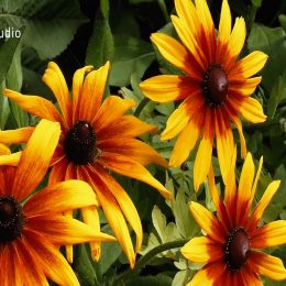 <strong>Íje musel být Tamoxifen vyměněn za Arimidex. <strong> <br> Bylo mi vysvětleno, že vaječníky to utlumí, ale že vzhledem k tomu, že budu mít ještě hormonální léčbu dalších 5 let, tak by i ta děloha mohla být potom nějaká špatná. Takže odstraníme dělohu i vaječníky. V roce 2005 jsem podstoupila kompletní gynekologickou operaci. A v důsledku té gynekologické operace jsem potom dostala hormonální léčbu v lécích. Nejdřív jsme zkusili Tamoxifen, tam se ale u mě objevily docela alergické reakce, otoky nohou a měla jsem i otoky obličeje a rtů. Proto paní doktorka změnila lék a dala mi Arimidex. Ten jsem brala 5 let. Bohužel se ale u toho objevily vedlejší účinky, silná osteoporóza, která musela být potom léčena. A bolesti kloubů, ty se ale daly vydržet.