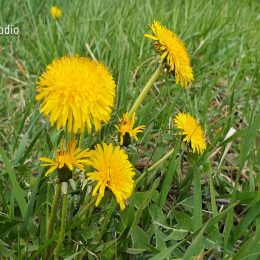 <strong>Vendy se díky menopauze cítí psychicky více vyrovnaná. .<strong> <br> Taky ta váha není nic moc, samozřejmě. Mohlo by to být lepší. To určitě. Ale jinak jako psychicky mně přijde naopak člověk opravdu víc vyrovnaný. Protože předtím ten cyklus těch 28 dní byl znát. Teď si už ani nevzpomenu, že mám nějaký cyklus, mně ten den přijde jeden jako druhý. A nic mě moc nerozhází. Už ne