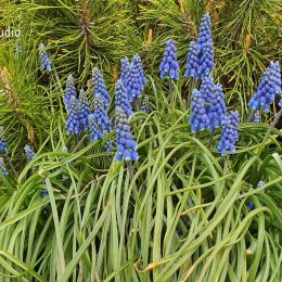 <strong>Žofka nepozorovala žádné vedlejší účinky, ale je sledována na kardiologii.<strong> <br>A ještě před tim ozařováním byla ta biologická. Nastoupila jsem vlastně po operaci. Po histologii mi paní doktorka řekla, že tam jsou pozitivní receptory, takže je možné nastoupit na biologickou léčbu. S tou jsem začala už v listopadu. A v čem to spočívá? Biologická léčba – Herceptinem v mém případě; já vůbec nevím, jestli existuje ještě i jiná pro tyto pacienty – u mě spočívá v tom, že jezdím jednou za 3 týdny do nemocnice, zase do stacionáře, a dostávám injekci do nohy. Rychlou injekci, asi na 3 minuty. Původně jsem to vlastně ani nevěděla. Myslela jsem si, že zas jedu na infuze. Takže když jsem tam jela poprvé, tak jsem si přivezla časopis, jídlo. Ale dostala jsem injekci a šla domů. Takhle je to na celý rok, každé 3 týdny. A máte z toho nějaký vedlejší účinky? Ne, vůbec. Nebo nevím, vůbec nevím. Jedině teda, že chodím ještě pro kontrolu na kardiologii. Na echokardio, chodím tam jednou za 3 měsíce. Je to náročné pro srdce, to mi řekla paní doktorka. Ta léčba je náročná pro srdce, tak proto se chodí na kontrolu, jestli to srdce je v pořádku.