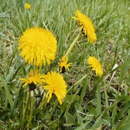<strong>Vendy se cítila vyčerpaná péčí o děti a neměla čas odpočívat. .<strong> <br> V mém případě určitě šlo o to, že jsem byla hodně zaměstnaná péčí o děti. A hodně vystresovaná, věčně nevyspaná. Tak si myslím, že i to hrálo dost velkou roli. Kdyby ta pomoc mého partnera při narození dětí, a to účast jeho. Prostě se o ty děti vůbec nějakým způsobem starat. A že by si mě všímal, toho, že jsem tak unavená, a třeba to za mě na chvilku vzal. A nechal mě odpočinout někdy. On si myslel, že jako my ženské to máme takhle nastavené, že to je pro nás normální. Že to máme dané seshora, že nemusíme vůbec spát asi ani. Že to prostě zvládneme, že je to tak nastavené. Ale ono to nejde, jet takhle pořád. Já si myslím, že tohle to nastartovalo, protože genetické předpoklady se neprokázaly. Tak si myslím, že jsem byla tak vyčerpaná, že prostě se to projevilo takhle.