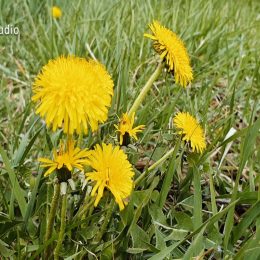 <strong>Vendy pomáhá vzájemné sdílení a zkušenosti ostatních pacientek. .<strong> <br> Bylo to určitě hodně přínosné v tom, že se tam skutečně dá otevřeně mluvit o všech takovýchto věcech, kterými jsme si musely projít. A že tam vidím, že ta léčba funguje. Že nějaká budoucnost je. Že si to takto člověk může ověřit. Že je skutečně spousta žen, které jsou po léčbě v pohodě. A celé to sdílení vůbec. Když člověk něco řeší s lékařem, tak ten na to nemá moc času. Ale tady se můžu zeptat konkrétních lidí, který si tím prošli: jak to na ně působilo, jak to zvládali. A stejně to dělám i teď já, protože mně to hodně pomohlo. Takže holky s novou diagnostikou, které potkám, tak je hned tam přivedu, přesně z tohohle důvodu. Protože ta zkušenost je skutečně nesdělitelná, nepřenosná. Jinému člověku to nic nedá, a naopak těm, kteří onemocní a jsou ve stejném šoku, jako jsem byla já, tak jim to hrozně pomůže. Mně to pomohlo.