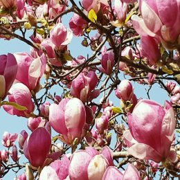 <strong> Maria jezdí na různé akce, kde učí ženy samovyšetření. <strong> <br> Hodně žen se bojí sáhnout na svoje tělo. Něco o tom už vím, když teď jezdíme dělat přednášky a besedy, třeba na Den zdraví, když nás tam pozvou jako organizaci. A některé ženy se, bych až řekla, skoro štítí na ten prs sáhnout. Říkám jim: „Prohmátněte si to, abyste věděly, kde ten nádorek je.“ Ony se některé bojí na sebe sáhnout. A bože ještě aby zjišťovaly, že jim něco je. Některé se nedovedou smířit s tím, že by mohly být nemocné.