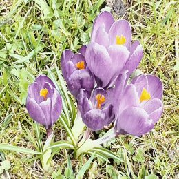 <strong> Julie D. svou práci milovala a bylo pro ni těžké odejít.. <strong> <br> Pracovala jste v té době? Pracovala jsem, ano. A ze začátku jsem si říkala: „Tak když mně vezmou prso, o to to bude všechno jednodušší.“ A říkala jsem si: „Tak to bych mohla už na Vánoce být zpátky v práci.“ To nevyšlo. Ale teď jsem úplně ztratila niť. Bavili jsme se o práci, můžete mi říci, jakou práci jste dělala? V obchodě, byla jsem vedoucí. Ale u mě vedoucí neznamená, že jenom velím, tu práci jsem velice milovala, takže udělám všechno proto, aby ten obchod byl krásný, aby působil plně. A krásně a čistě. Prostě jsem to milovala a dělala jsem pro to všechno možné. A potom, jak to chemo probíhalo, to všechno, a ta léčba byla na rok – s chemem na rok a půl –, tak už jsem viděla, že to nebude asi na práci, navíc už jsem měla i tak blízko do důchodu. Práce mně ze začátku chyběla moc, ale tak nějak jsem si to nahradila koníčky, aby mě to tak nebolelo. Život se vám změní, úplně hrozně.