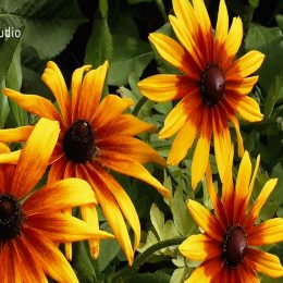 <strong>Íja nastoupila do pracovní neschopnosti po ukončení mateřské, kvůli dalším zdravotním potížím se do práce už nevrátila a je v invalidním důchodu. <strong> <br> Byla jsem doma a starala se o kluka. Čerstvě jsem ukončila mateřskou. A víceméně i kvůli tomu, že jsem byla tolik nemocná, tak už mě zpátky do práce ani nechtěli, takže jsem byla na nemocenské. Rok na nemocenské a potom mi dali invalidní důchod. Člověk se z té nemoci nejdřív snažil dostat, jenomže ony se v podstatě na to nabalovaly další a další zdravotní problémy. Takže jsem si víceméně uvědomila, že fyzicky nějakou práci nedám. A že můžu být ráda za to, že jsem se mohla věnovat synovi, snažit se mu dát to, co šlo.