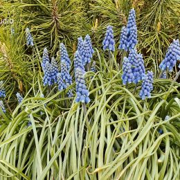 <strong>Se Žofkou byl u sdělení výsledků manžel. Nerozuměla přístupu rodičů, kteří se ji snažili uklidnit.<strong> <br>Věděl to už manžel, protože ten se mnou byl v čekárně. A pak jsem to volala mámě. Moji rodiče věděli, že se něco děje, že vlastně jsem byla na nějaké biopsii a že si jdu pro výsledky. Ale štval mě už takový ten jejich přístup „To nic nebude, to bude dobré“. A tím pádem jsem si říkala: „Vlastně, a co když ne? Co když to dobré nebude, že jo.“ Tak to vím, že jsem mámě tehdy volala a říkala jsem: „No, já fakt mam rakovinu. Vy si tady myslíte, že ne, ale já ji fakt mám.“ Takhle to bylo, což je jako fakt divné, ale bylo to tak.