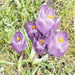 <strong> Julie D. se cítí velice šťastná, zejména díky svým vnukům. <strong> <br> Co mně dala? Možná mě tak posílila, prostě si myslím, že utrpení vždycky posune někam dál. Takže dala mně ještě víc toho pozitivního. Protože v podstatě, i když já nevím, mně chybí peníze, protože z důchodu nevyžije nikdo, jenom ten, kdo má 80 000, 100 000, takže si myslím, že mně dala kus toho pozitivního ještě navrch. Nevím, já jsem šťastná, nikdy jsem nebyla tak spokojená, tak šťastná. A je to taky díky mým vnukům. Když ležíte a je vám nejhůř a jenom pozvednete víčka, abyste podívala, kdo jde, a přijde váš vnuk a pohladí vás. To i v tom, jak je vám hrozně, tak se cítíte úplně skvěle, šťastný je člověk. Je to to nejvíc, co může být. Takže proč bych měla být nějak nešťastná, smutná, nespokojená. Ne, já jsem absolutně v pohodě.