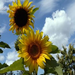 <strong>Pro kolegy Ivany P. bylo její onemocnění šokem. <strong> <br> Spousta z nich je takových hodně přecitlivělých, protože měli lehčí život než já, protože já jsem už taková zocelená za ten celý život. Řekla bych, že to víc asi zamávalo s těmi kolegy. Že ti byli z toho hodně špatní, protože třeba fakt ti kolegové, mám jich jednak hodně a myslím si, že jich mám i hodně z nich dobrých. Tak byli z toho opravdu hodně špatní. Moc. Možná fakt víc než ta blízká rodina, protože, jak říkám, prostě mají takový lehčí život. Všechno jim vychází a toto byl pro ně obrovský šok, protože já jsem byla vždycky ten, kdo jim radil, jak žít zdravě. Když měli nějaký problém, byla jsem to já, kdo jim radil bylinky. Nikdo nepředpokládal, že bych i já mohla onemocnět, když jsem do té doby žila relativně zdravě.