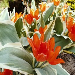 <strong>Marii A. vznikl nárok na starobní důchod, do kterého přešla z invalidního důchodu. <strong> <br> Šla jsem na nemocenskou, ale 13. srpna jsem dostala invalidní důchod. A 22. září už jsem měla jít do starobního. Takže já jsem si to skoro všecko odpracovala. Ale dostala jsem invalidní. A důchod v 60, měl jsem ho teda mít až v 65. Automaticky přešel na starobní. Takže teď už mám napsaný starobní důchod, ne invalidní.