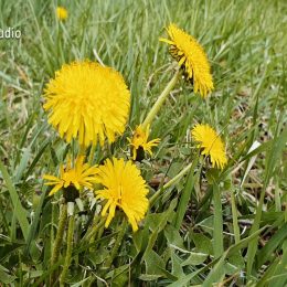 <strong>Vendy necítila podporu a zájem partnera. .<strong> <br> Nečekala jsem to teda. Nejdřív měl takové vize: „Když to nebudeš zvládat, tak najdeme paní na úklid, nebo tak něco.“ A to se nikdy nestalo. To byl jenom výkřik opravdu předtím, než jsem vlezla do té aktivní léčby, a pak už jsem vlastně ani já to nemohla řešit. To bylo něco, co měl řešit on, tu pomoc nějakou – prostřednictvím kohokoliv –, ale myslím si, že by toho zvládal spoustu. Takže od něj žádná pomoc nebo podpora nepřicházela? Ani psychická, ani fyzická. Já ani nečekala, že mě bude držet za ruku a plakat. To v žádném případě, to bych ani nesnesla asi. Ale prostě že o tom budeme vůbec normálně mluvit. Otevřeně. Co to je, proč to je, co z toho může být. Účast nějakou prostě. Že ho bude zajímat, jak mi je, nebo že uvidí, že jsem unavená, tak mě pošle lehnout, že to za mě vezme. Ne prostě. On řešil stále jenom svoje zájmy a potřeby. A v tu chvíli přesně jsem cítila, že ho vůbec nezajímám. Tak to by nikdy vydržet nemohlo, takový vztah. To ne. A potom když jsem byla na té první operaci, tak děti hlídala moje máma. To mně přišlo taky dost surové vůči těm dětem, i od toho otce. Že máma teda jako bojuje o život, a on není schopný s nimi být, vynahradit jim to, že ta máma tam není. To byl první okamžik, kdy oni byli beze mě takhle dlouho. Tak já jsem očekávala, že aspoň kvůli těm dětem on s nimi bude. Ne, on si udělal pár dní volna. Druhá operace byla v dubnu a to řekl teda, že obě děti by nezvládl, takže hlídal jenom jedno. Druhé bylo opět s mojí mámou.