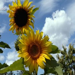 <strong>Ivana P. změnila všechno včetně stravy, začala jíst více zeleniny a ovoce a méně masa. <strong> <br> Samozřejmě s touto nemocí člověk musí změnit úplně všechno. To tělo mně chce teda něco říct. Tak prostě bylo něco špatně a já vím, co bylo špatně. Teď jako zpětně si to uvědomuju, proč ta nemoc přišla. A samozřejmě teď musím dělat všechno proto, aby odešla. To znamená, že člověk musí změnit životní styl, ten můj hektický životní styl – jedna práce, druhá práce, třetí práce, jsem sama s dětmi. To znamená, všecko muselo být perfektní – děti perfektní, oblečené, navoněné, samé jedničky. Musely všechny mít kroužky, hudební a výtvarné a pohybové. To byla práce pro 4 lidi. A já jsem to dělala sama. Ta nemoc prostě musela přijít. Tělo to nemohlo zvládat. A najednou jsem zjistila, že to jde všechno i jinak. Začalo to změnou životního stylu. Následovala změna myšlení, čili trošičku jsem jako musela, nebo musela, chtěla změnit i to myšlení. To znamená, začala jsem hodně číst různé takové knížky, i lidské osudy a různé filozofické, a já nevím, o duševnu, možná to přešlo až do duchovna. Takže jak tam leží Bible delší dobu, tak jsem si začala třeba i v Bibli listovat. Ne že by došla radikální změna, jako jak někdo nevěřil, a teď věří. Ne. Ale začala jsem i tady tyto věci. To už máme několik rovin, to už je nějaká duševní, duchovní, filozofická. A samozřejmě přišla změna stravy. To teda musím podotknout. Ne že bychom jedli nezdravě, zdravou stravou jsem se zabývala odjakživa, ale teď ještě jsem zjistila, že to jde trošičku jinak. Takže absolutně totální změna stravy. Zelenina, ovoce, co nejméně masa. Ale zase vzhledem k chemoterapiím určitě nejsem pro to maso vůbec vypustit. Čili maso ano. Hlavně třeba takové vývary, ne nějaké tučné maso, to ne. Takže změna stravy.