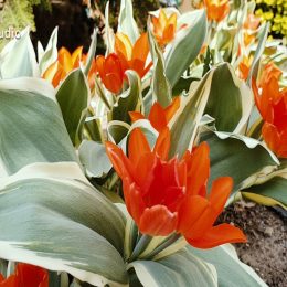 <strong>Marie A. vyhledávala informace na internetu, ale pokaždé je konzultovala s lékařem. <strong> <br> Tak na internet jsem se taky dívala, ale zas že bych tomu až tak všemu věřila. Dívala jsem se tam až později, až když jsem měla tu dermatomyozitidu. Až tehdy jsem začala hledat informace. Měla jsem tento přístup, protože vím, že tehdy jsem se potěšila, že když ty uzliny jsou čisté, že je to takové dobré, ale už si nevzpomínám přesně, co jsem tam hledala. Já jsem měla ještě takové starosti tehdy – ani ne to ozařování a všecko. Hledala jsem, určitě jsem hledala. Ale vím sama, že na tom internetu někdy to tam píše někdo. Sama to vidím, že ten překlad někdy je úplně hrozný, že tam někdy je, odkud to čerpají, ty informace všecky, ale až tak stoprocentně tomu nevěřím. Spíš jsem vždycky s doktorem o tom mluvila, když jsem šla na kontrolu. Měla jsem s sebou poznámky. Vždycky jsem si něco napsala, to, co jsem chtěla vědět za to období mezi kontrolami, a já jsem se hodně ptala doktorů. Úplně nejvíc jsem čerpala informace od svých ošetřujících lékařů. O tady této nemoci hlavně od onkologa.