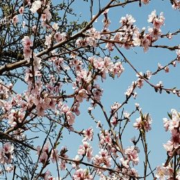 <strong>Hana C. už nemá tolik energie, jako měla, popisuje, že její tělo funguje jinak. <strong> <br> Máte nějaké dlouhodobé následky, kromě toho otoku? To ani tak ne, jako že dlouhodobý. Spíš nemám už takovou nějakou energii, jakou jsem měla předtím. Třeba dneska jsem si říkala v práci, už začala i pomalu slzička téct, že to asi nebudu dávat, tohle zaměstnání. Ale jako dlouhodobý. Ten otok taky není pořád. To tělo reaguje, zrovna jak vám je. To je pokaždé jiné. Jako následky, to ne. Jenom nejsem úplně tak, jako jsem byla předtím. Ale zase to máte o rok dál. Člověk zestárnul. A taky to tělo funguje jinak.