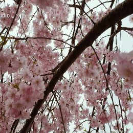 <strong>Lenka B. si všimla ztráty paměti, kterou se snažila trénovat. <strong> <br> To se mění, ale to jsou takové. A hlavně teda, ještě co jsem si vzpomněla, tak samozřejmě paměť, to je takový. To v rámci léčby bylo úplně jako docela špatné, ale teď tím, že já jsem se snažila opravdu fungovat i v té práci, tak trošku si ten mozek podle mě trénuju. A tak si říkám, že to je možná i tím věkem. Nemůžu to všechno svádět jenom na tu onkologickou diagnózu. Ale špatný je zrak teda, to mně přijde taková ta různá, i po těch anesteziích. Protože já, kdybych to spočítala, tak jich mám, myslím, 10 během takové krátký doby a to jsou anestezie dlouho trvající, takže mám takové zvláštní brnění v prstech. Taková jako neuropatie. Ale tak to už je, to už je taková menší daň za to, že prostě jsme tady. Ale to je těžké. A ten zrak mě teda trápí, teď to budu řešit, protože po té anestezii poslední se to úplně zhoršilo, že uvidíme, no.
