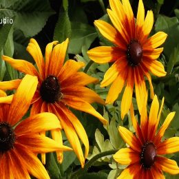 <strong>Íja se bála, že bude méně žena, ale postupně se s odstraněním prsa smiřovala <strong> <br> Ovlivnilo to onemocnění nějak vás jako ženu? Možná poprvé trošku jsem si tyhle otázky kladla. Ale to jsem si kladla mezi sebe. Jako sama se sebou. Trošku. Možná trošku jo. Co jste si kladla za otázky? Bála jsem se, jestli nebudu jako míň žena, ale teď už ne. K čemu jste dospěla tenkrát, když jste si to tak kladla? Že to je jenom na mně, jestli i mě to nějak ovlivní, nebo ne. Když si já sama řeknu, že jsem žena pořád, tak budu. Ale chvilku to trvalo.