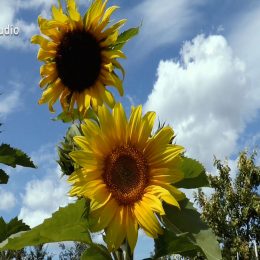 <strong>Ivana P. si pořídila paruku, která je podobná jejím vlasům, a okolí si ani nevšimlo, že nosí paruku. <strong> <br> Prostě já jsem takový tvrďák, s každým vypadlým vlasem říkám: další mrtvá nervová, nádorová buňka. Takže když byla hrst vlasů, říkám: hurá, taková hrst nádorových buněk je pryč. Vlasy absolutně vůbec jsem neřešila. A je to i díky tomu, že vlastně paruka, kterou jsem si pořídila, je k nerozeznání od mých vlasů, takže v podstatě nikdo to nezaznamenal. Vůbec nikdo. Pár lidí říkalo: „Jé, bylas u holiče?“ Nikdo nezaznamenal, že mám paruku, a doteďka to plno lidí neví, že mám paruku. Takže vlasy vůbec ne. A tady to prostě, to uvidíme, co to udělá, to prso. To prostě zatím vůbec nevím. Pracuju na tom celou dobu, že se s tím smiřuju, ztotožňuji. A asi to bude náročné. Bude. Ale jak říkám, já už v podstatě na tom půl roku pracuju, že to prso nebude. Snažím se s tím smiřovat a věřím, že to nebude jednoduché.