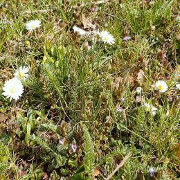 09_08_06jitceporadilas_1