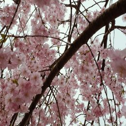 <strong>Lenka B. měla minimální invalidní důchod, proto požádali o pomoc Dobrého anděla. <strong> <br> Jak to šlo finančně zvládnout, ta nemoc? Špatně, vše z rezerv, jinak to ani nešlo, protože samozřejmě mám sice důchod, ale úplně minimální. Protože jsem měla plat minimální, ten důchod se podle toho vypočítával, takže tam ty finance chyběly. My se teda přihlásili i do Dobrého anděla, ten nám pomáhal chvilku, takovou tu nejhorší část toho období té chemoterapie. A tak teď už je to zase úplně jiná fáze, ale žili jsme z rezerv. Kdyby nebyly, tak nevím. Špatné. Máte nějaké finanční následky toho onemocnění? Ne, to ne, samozřejmě ubylo peněz, ale tak, co se dá dělat. Kdo vám poradil toho Dobrého anděla? Zase ve skupině, tyhle věci se tam řeší pravidelně, ať jsou to neschopenky, já nevím, vycházky. Můžete je mít prostě neomezené. To se tam řeší od začátku do konce, pořád dokolečka. Takže to bylo takové důležité.