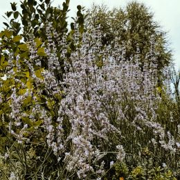 <strong> Paní Marie Anna uvádí, že o vážnosti svého stavu nevěděla, dozvěděla se to prostřednictvím dcery, kterou lékaři informovali.</strong> <br> Textový přepis rozhovoru: Poďme k vašej diagnóze. Ako ste sa to dozvedeli, o tej vašej chorobe? Tak nejdřív to zatloukali. Pan doktor mi to přímo neřekl, řekl to dceři. Ale potom jsem se to dozvěděla, jak už najisto to bylo. Dcerka přišla a říkala: „Mamko, tak…“ Já jsem se to snažila jako tak polknout, říkám: „No, co se dá dělat, musíme to brát, jak to je.“ To jsem říkala. A tak jsem to dost těžko snášela. Ako vám to povedala? „No, mamko, není to s tebou dobré, však víš, co myslím.“