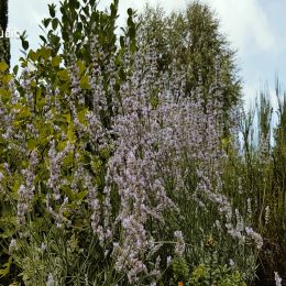 <strong> Paní Marie Anna žije s nemocí už dva roky. Přestože se označuje za smířenou se smrtí, zhoršování svého zdravotního stavu někdy nese špatně. Snaží se chmurné myšlenky odhánět a předat ostatním něco pozitivního..</strong> <br> Textový přepis rozhovoru: Máte nějaké obavy? Z čeho, prosím vás? Ze smrti? To já jsem už s tím smířená dávno. Jsou to těžké otázky. Není mi to jedno, nikomu není jedno, že máte takovou nemoc, ale dá se to prožívat. Samozřejmě ty bolesti jsou různé, zase chodím k naší paní doktorce do Raškovic. Předepisuje mi takové náplasti, to mám momentálně na tři dny, od nějakých silnějších bolestí – jak se mi něco přidá do toho, že toho je více, že už by bylo třeba pomoc jinak nebo že se to trošičku zhoršilo. Ale pan doktor říkal, že to je obdivuhodné, že tak dlouho jsem to vydržela, ty 2 roky. …. Byla jsem šťastná, že se to nezhoršuje. A dodnes to tak mám. Jsem ráda, že se to udržuje, sice už teď je to, bych řekla, trošku horší, jak to bylo, protože jsem začala víc chudnout, tak si už to beru víc. Každý musí umřít. …. Je mi to líto. Nesmím nad tím uvažovat, jak uvažuju, to není pro mě dobré. Není. Já to musím zahodit vždycky. Vždycky říkám, kolikrát hodně známých mám a já jim říkám: „Já to beru tak, jak to je, prostě mi to bylo… Asi to tak mělo být.“ „Ty to bereš?“ A já říkám: „A co mám dělat? Zbláznit se? Nezblázním.“ Jak přijde ta hodinka… Pořád děti na to upozorňuju. Každému říkám, aby se snášeli, měli rádi a tak.