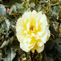 pal_06_01_13_pal26_1