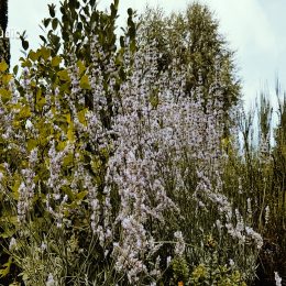 <strong> Paní Marie Anna je věřící. Nemoc jí přináší i chvíle, kdy je těžké čerpat z víry podporu. Je ráda, že už se rozhodla přijmout svátost nemocných..</strong> <br> Textový přepis rozhovoru: Chcem sa spýtať. Máte nejaký svoj druh viery? Veríte v niečo? Já věřím, všecko, ale někdy už taky, jak mám nějaké takové potíže, tak si říkám: „Proč já zrovna?“ Mám, jsem katolička. Jo. Rodiče byli katolíci a tak. A pomohlo Vám to? Trošku? Tak ta víra taky uzdravuje. Já nemůžu nikomu nic doporučovat, dělej to nebo to, protože já chodím do kostela a bude mi lépe. Třebas teď jsem byla nahoře – tady je kaplička – na mši a měli jsme tam přijít, samozřejmě za všechny. A potom jsem prosila faráře, aby mi dal poslední pomazání, tak on sem přišel. Jsem strašně ráda i za to.Mohla jsem i u nás na to, ale děti nechtěly, některé chtěly, některé nechtěly, těžko říct. Že bychom ještě počkali, potom bylo zase lépe, tak jsme to tak vzali prostě, že později.Tak až tady jsem měla takovou příležitost.