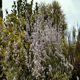 <strong> Paní Marie Anna by si přála, aby lidé žili zdravěji a klidněji. Sama si myslí, že na rozvoj její nemoci měl vliv její stresující život. </strong> <br> Textový přepis rozhovoru: A teraz posledná otázka, úplne posledná. Aký odkaz by ste chceli nechať? Čo by ste chceli povedať? Komu? Ľuďom, nám, tým, čo tu sme, čo tu žijeme. Viete, máte nejakú skúsenosť, niečo ste nahliadli. Čo by ste chceli povedať. Aký odkaz nechať. Odkázať nám. No, tak odkaz. Aby se žilo zdravěji, ne tak uspěchaně, prostě národ, jak jsme, Češi. Zdravějším způsobem žít a klidnějším způsobem. Já jsem žila hrozně nervózním způsobem, protože jsem chtěla všechno postíhat, a nebylo to správné. Ale já jsem si to neuvědomovala, taky jsem chtěla to nejlepší jenom, aby bylo, měly ty děti dostatek, a dělala jsem možná chybu. Klidnějším způsobem žít a vyrovnanějším a nevím, co bych ještě tak řekla. To je tak všechno.